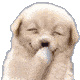 :smilingpuppy: :smilingpuppy: