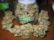 OG_KUSH.jpg
