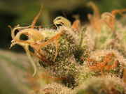 IMG_1744small2.jpg
