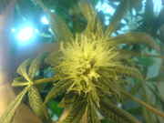 DSC01277.jpg