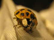 IMG_0776cropped.jpg