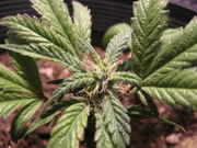 437903644-BlackBerry_Kush.jpg