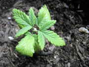 437903651-Shrooms_out_of_a_bud_plant.jpg