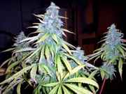 1058_BLAck_widow_x_G13_Haze_1_1.jpg