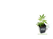 marijuanaPlant-1024.jpg