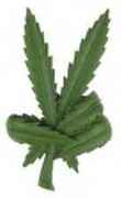 peace_leaf.jpg