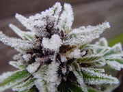 1252166-548960729-crystal_buds1.jpg