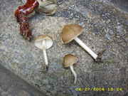 DSCI0109.jpg