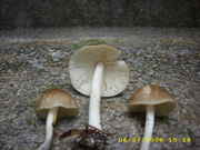 DSCI0110.jpg