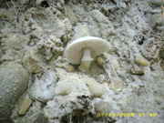 DSCI0022.jpg