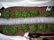 IMG_4417-small.jpg