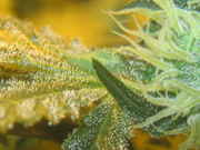 IMG_5298cropsmall.jpg