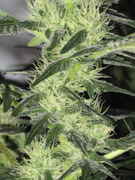 IMG_5327cropsmall.jpg