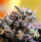 708405-01-07G-13Purplepheno6326macro.jpg