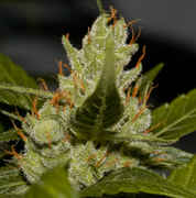 mhcloseup22.jpg