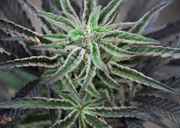 PurplePeyote.jpg