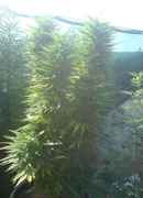 DSC00009.jpg