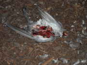 DSCN0038.jpg