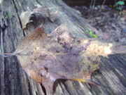 PA020123.jpg