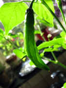 IMG_4531_-_lemon_pepper.jpg