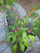 IMG_4553_-_rainbow.jpg