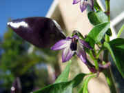 IMG_4983_-_bolivian_flower.jpg