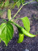 IMG_4716_-_hot_lemon.jpg