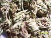 purple_chronic.jpg