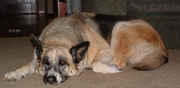 mischa-cropped.jpg