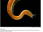 carnivorousworm.jpg