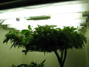 IMG_2447_resize.jpg