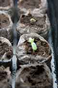 bagseed1.020909.jpg