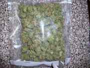 oz_white_rhino.jpg