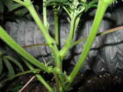 IMG_3261_resize.jpg