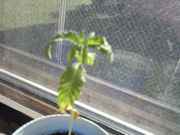 window_planty.jpg