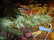DSC04203.jpg