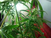 DSC00726.jpg