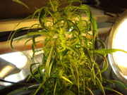 DSC00729.jpg
