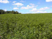 hemp3.jpg