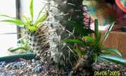 closeupofcuttings.jpg