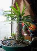 MadagascarPalm.jpg
