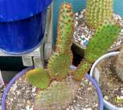 prickly1.jpg