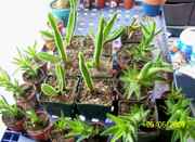 succulents.jpg