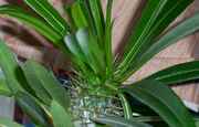 topofpalmtree.jpg