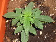5-17-09_001.jpg