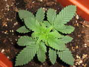 5-17-09_002.jpg
