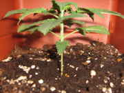 5-17-09_003.jpg