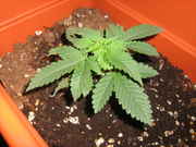 5-17-09_004.jpg
