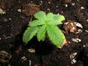 5-17-09_005.jpg