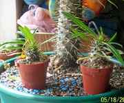 Palmcuttings.jpg